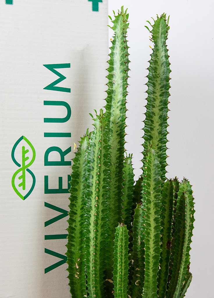 euphorbia trigona 02 - Viverium