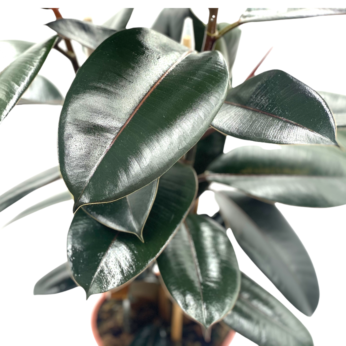 Ficus elástica var. abidjan – Viverium