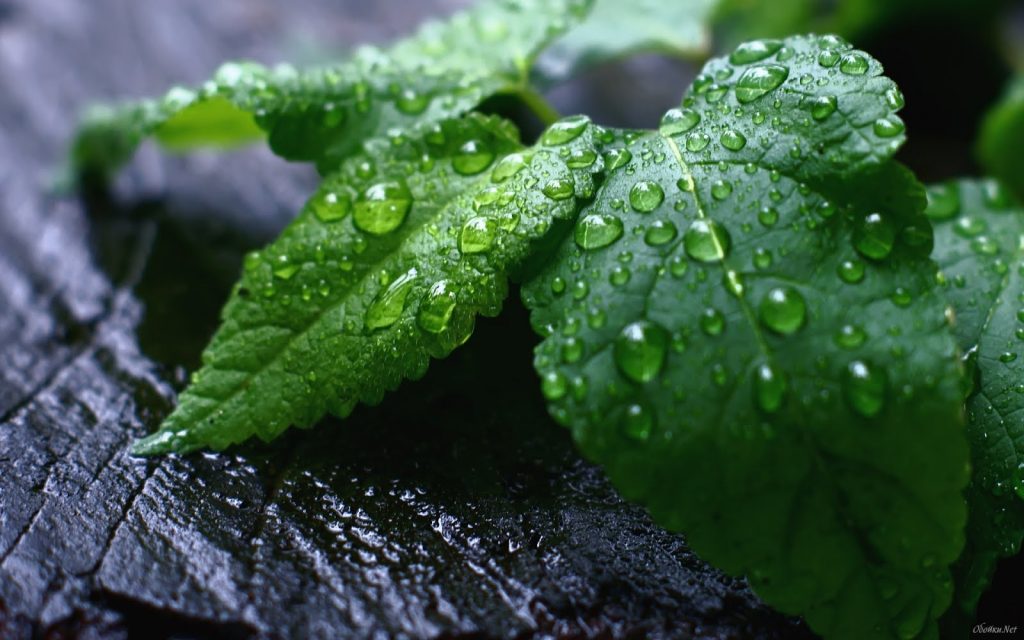 gotitas de agua sobre las hojas despues de las lluvias - Viverium