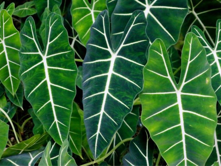 alocasia polly hojas - Viverium