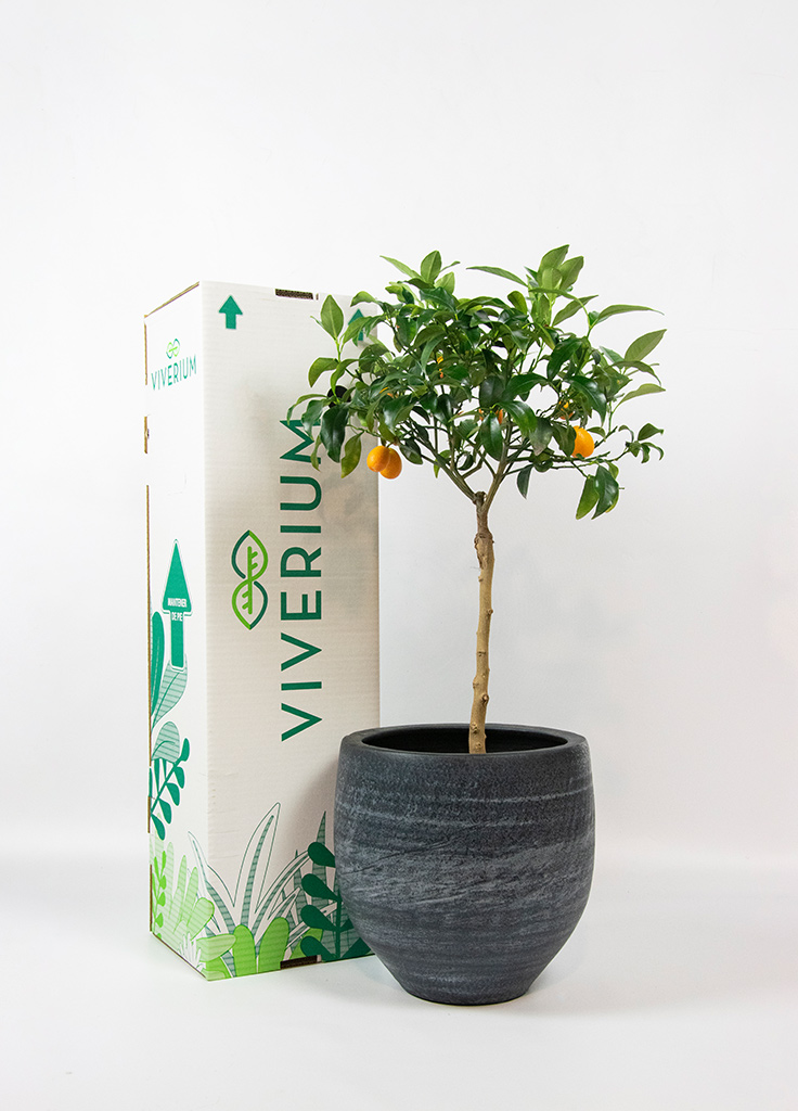 kumquat fortunella 04 - Viverium