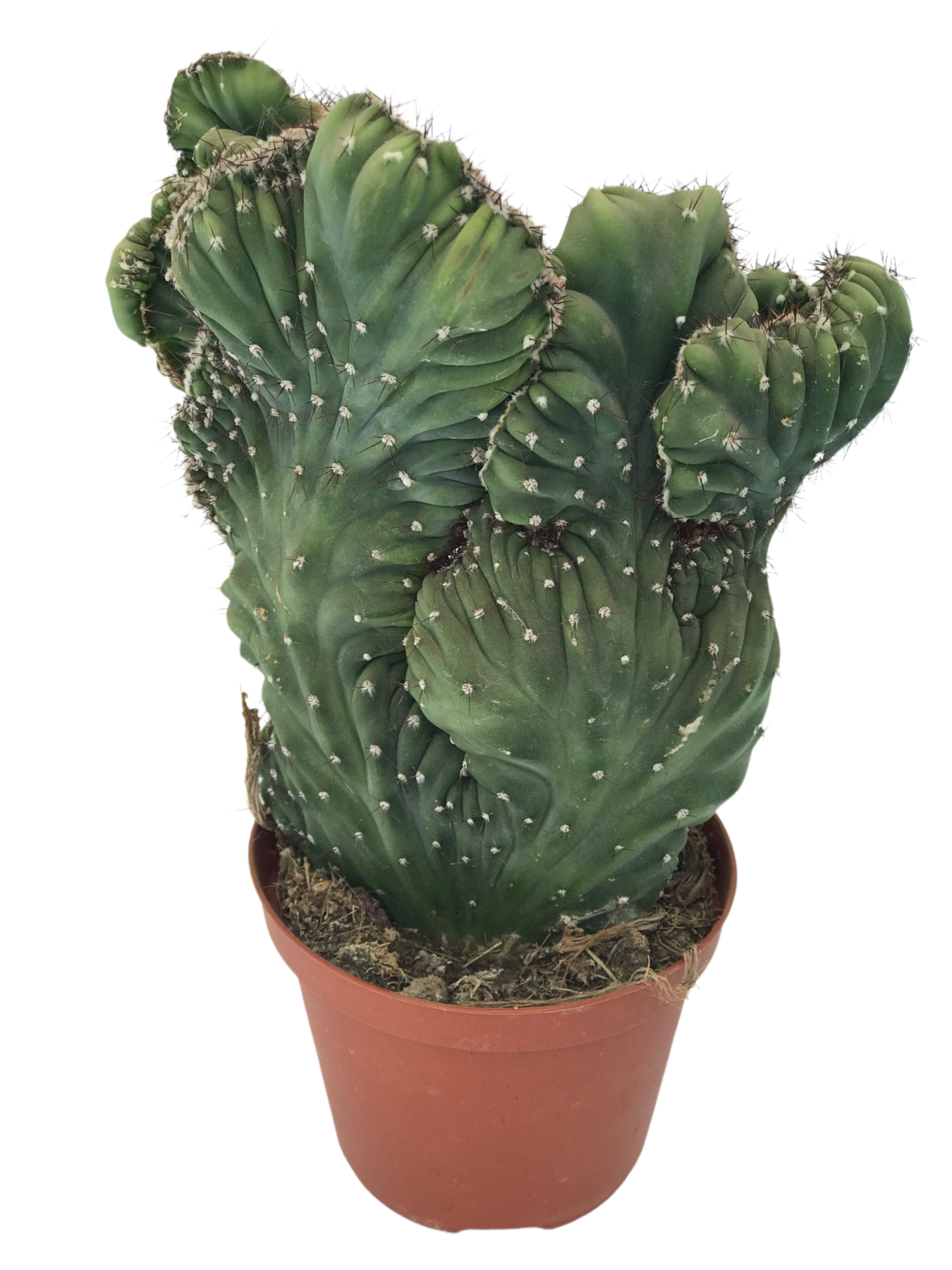 cactus crestata 2 - Viverium