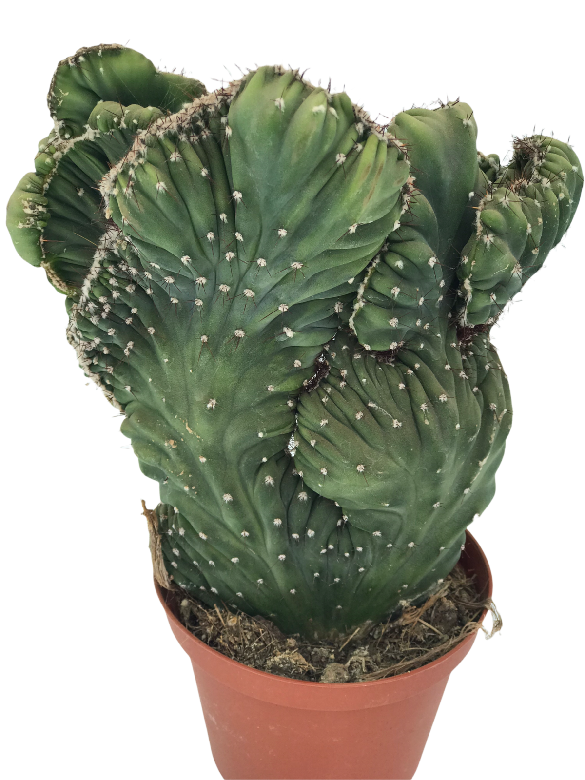 cactus crestata 3 - Viverium