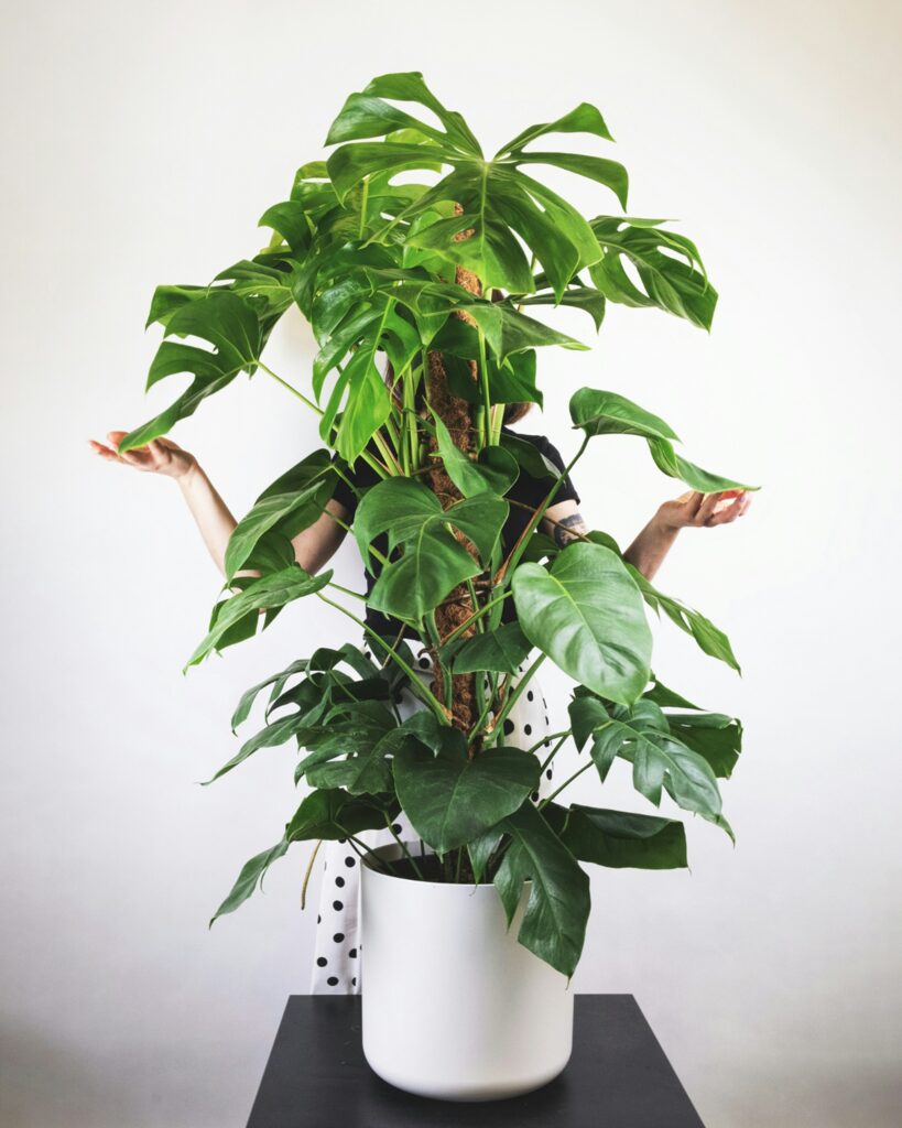 feey tFgPInnCxYs unsplash - Viverium
