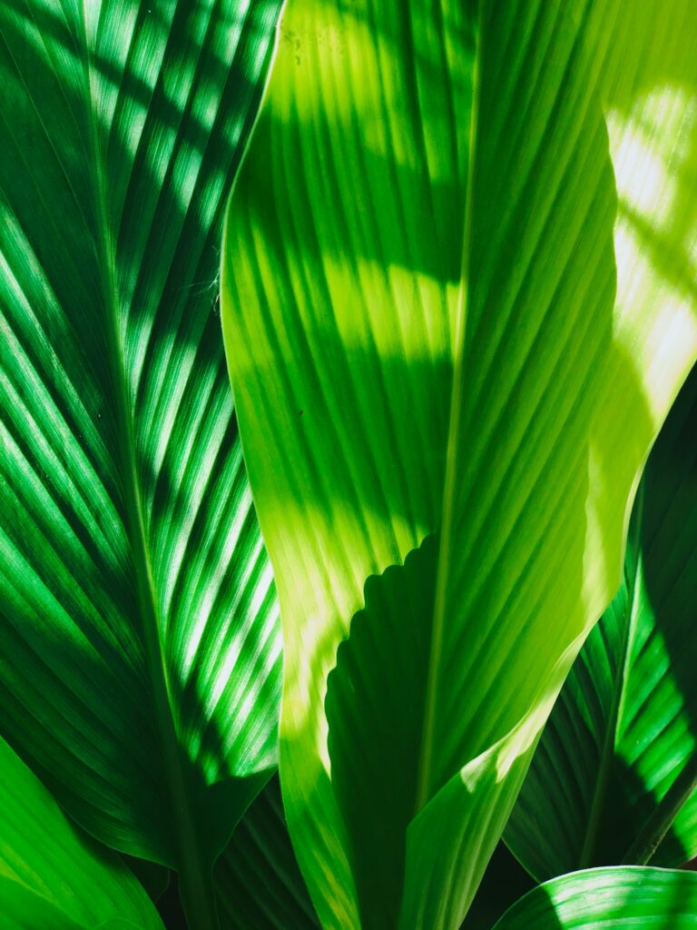 alka jha hvSZE5cPJjY unsplash - Viverium