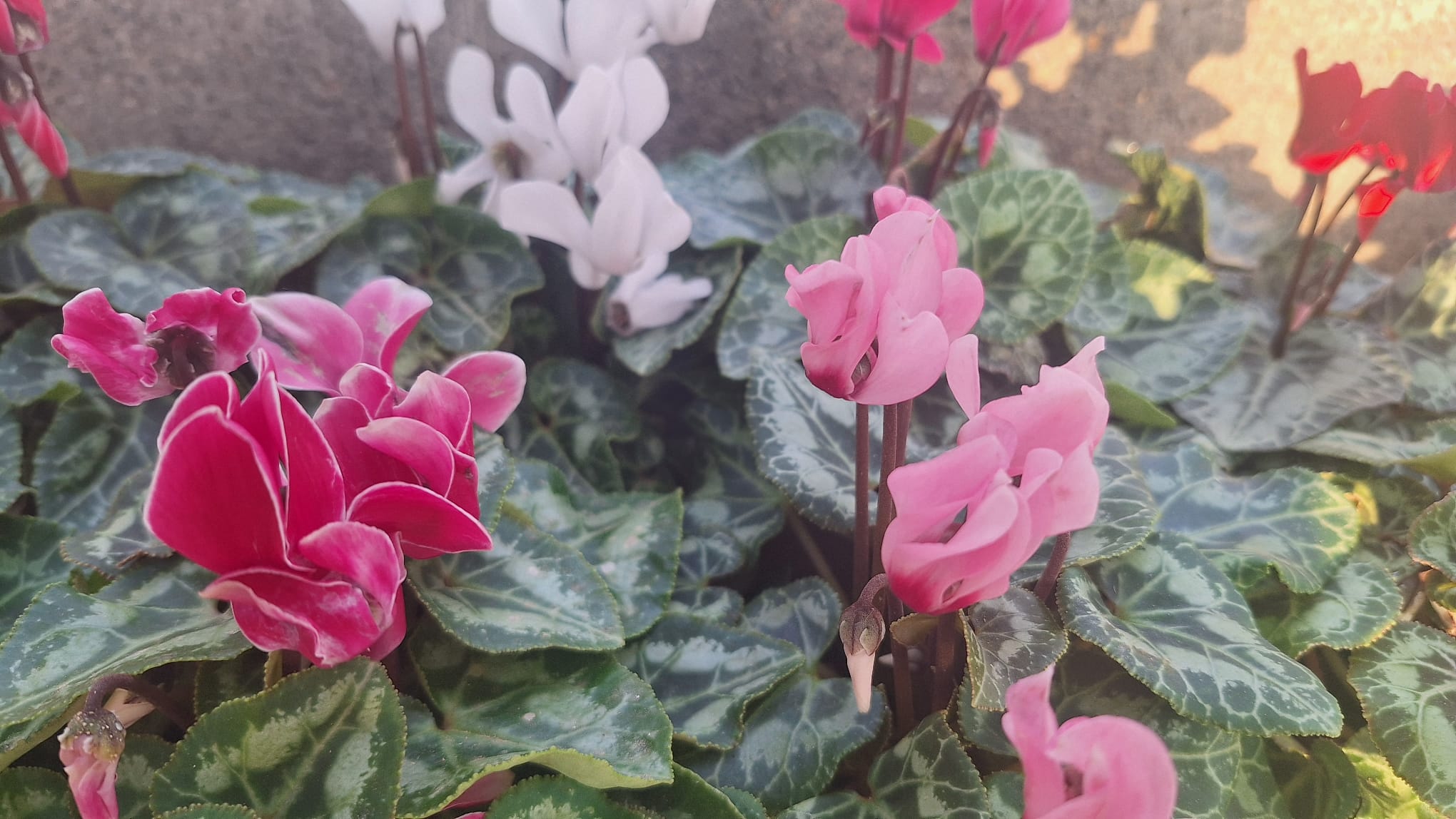 cyclamen