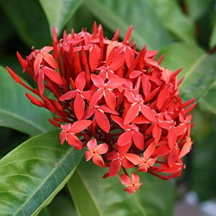 ixora, venta