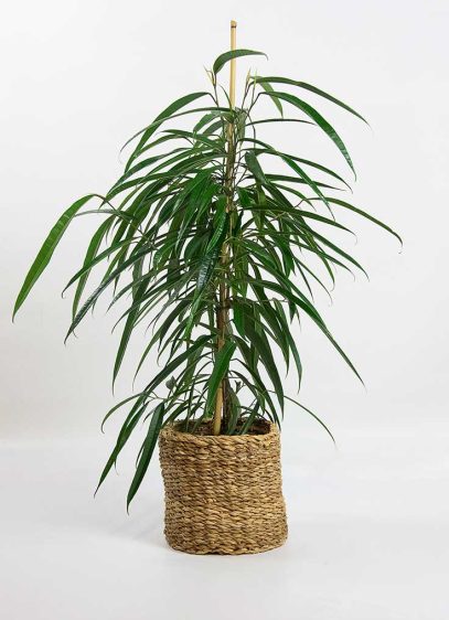 ficus-alli-01