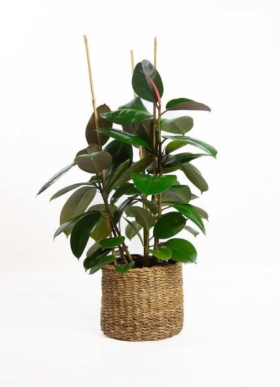 ficus-elastica-var-robusta-01