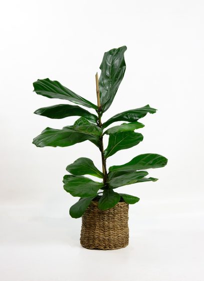 ficus-lyrata-01