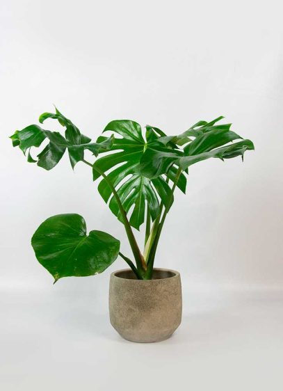 monstera-01