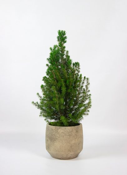 picea-december-01